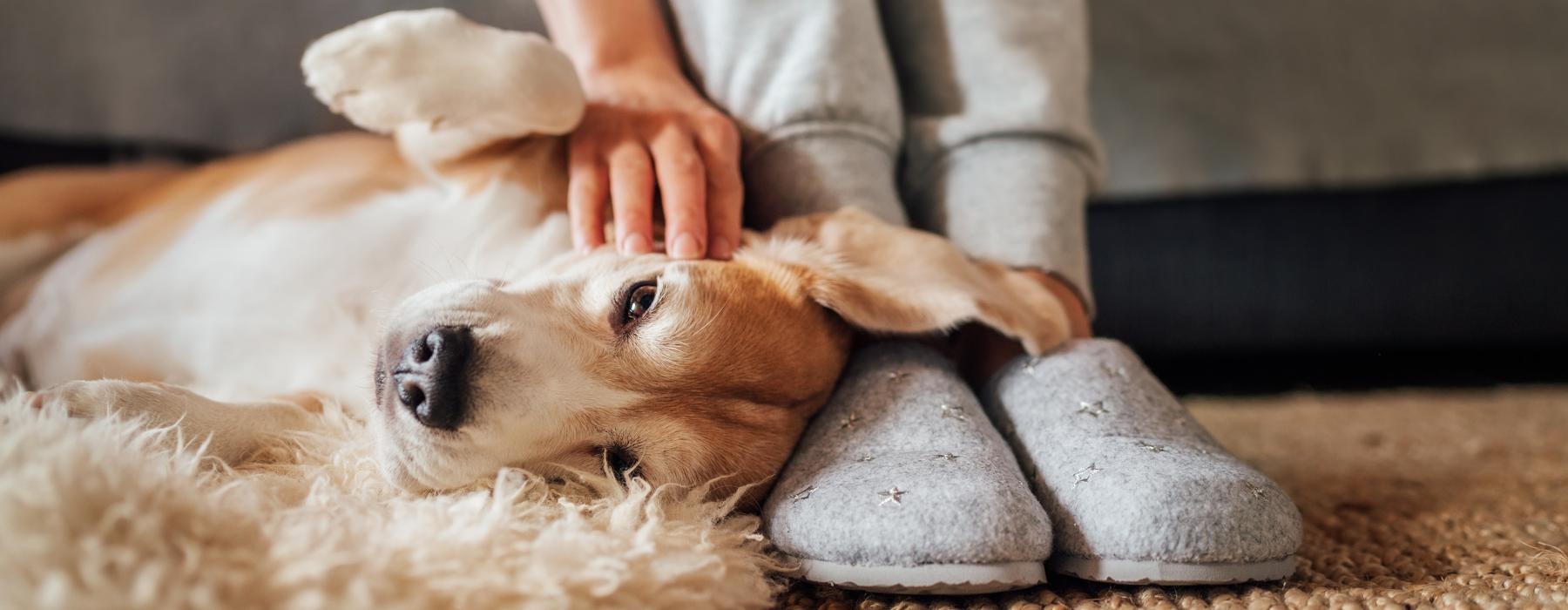 a dog lying on a couch